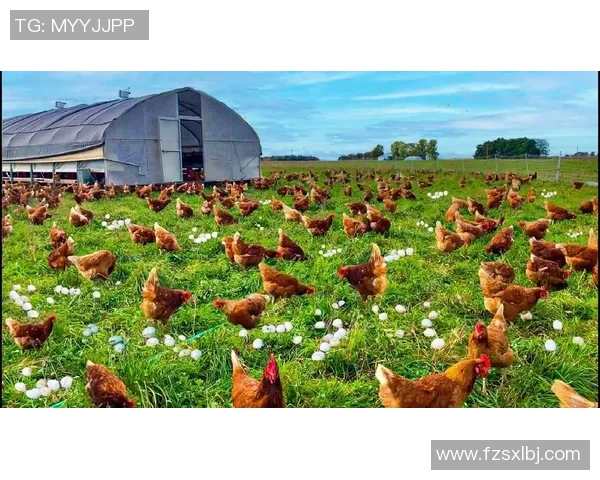 足球球星热衷养鸡揭秘:从绿茵场到农场的另类爱好与生活方式